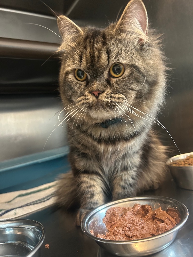 Zucchini, an adoptable Persian in Sandy, UT, 84070 | Photo Image 2