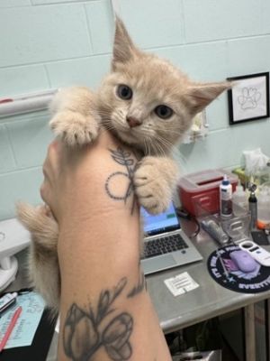 Peep, Young Female Domestic Short Hair