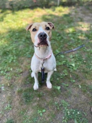 Leiliana, Adult Female Mixed Breed