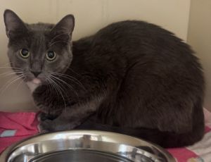 Mini Mi, Adult Female Domestic Short Hair