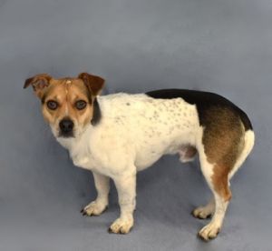 Doc 498-25 Parson Russell Terrier Dog