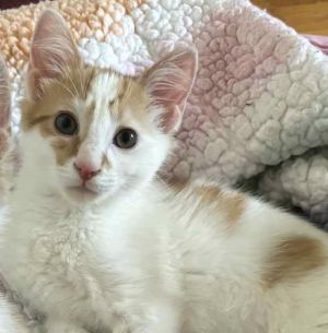 George, Baby Male Domestic Short Hair