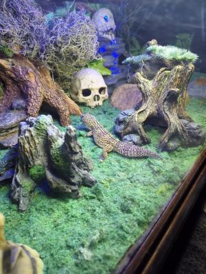 Seathe, Adult Male Gecko