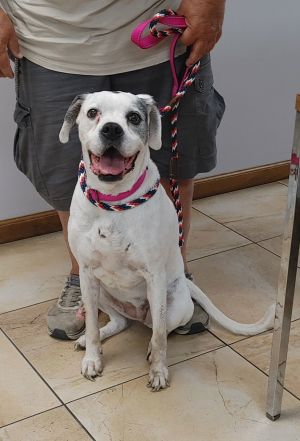 Lilly, Senior Female unknown