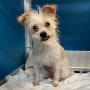 58854651, Adult Female Parson Russell Terrier