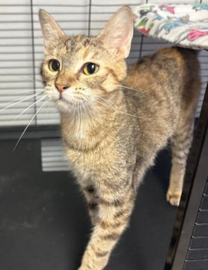 Pebble, Young Female Domestic Short Hair