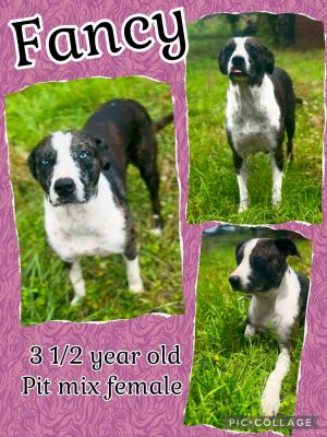 Fancy, Adult Female Pit Bull Terrier
