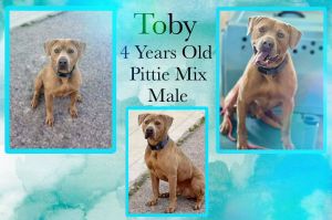 Toby, Adult Male unknown