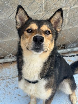 Scrat, Adult Male German Shepherd Dog