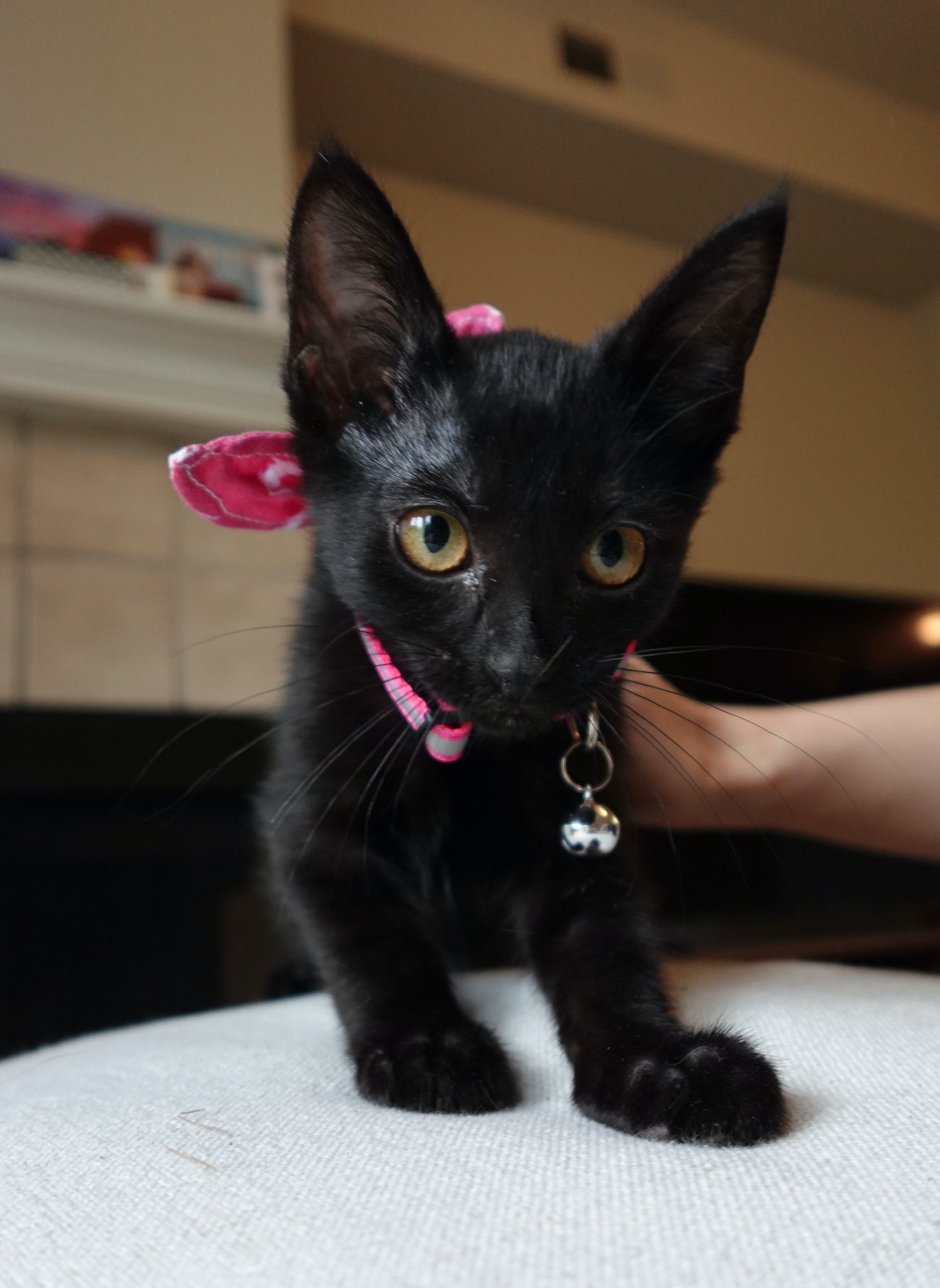 Nori