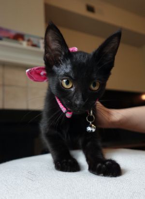 Nori, Baby Female Domestic Short Hair