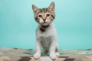 Tag, Baby Female Domestic Short Hair