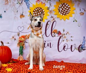 Photo of TANGO AKA SNOW