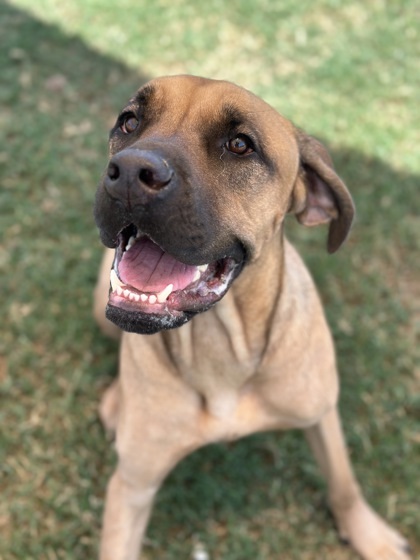 Aurora, an adoptable Boerboel, Mixed Breed in Irving, TX, 75038 | Photo Image 1