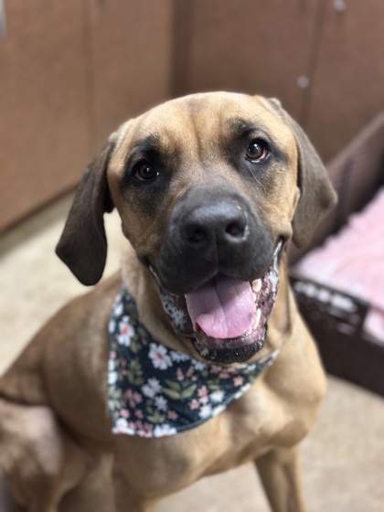 Aurora, an adoptable Boerboel, Mixed Breed in Irving, TX, 75038 | Photo Image 2