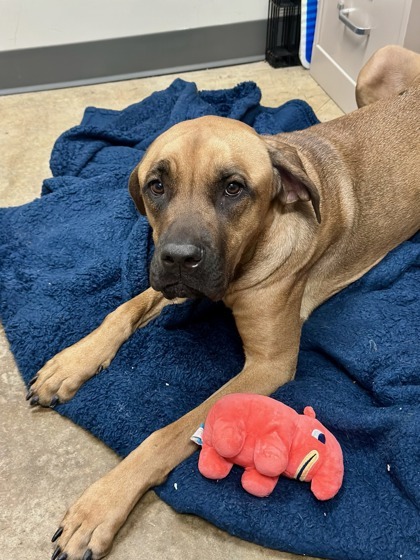Aurora, an adoptable Boerboel, Mixed Breed in Irving, TX, 75038 | Photo Image 3