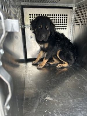 Rillaboom, Adult Male Rottweiler