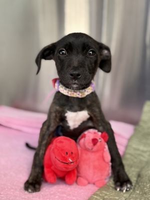 58854788, Adult Female Retriever