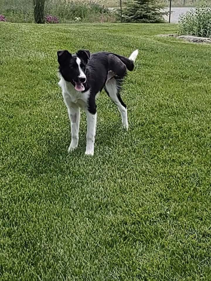 Frank, an adoptable Border Collie in Dillon, MT, 59725 | Photo Image 1