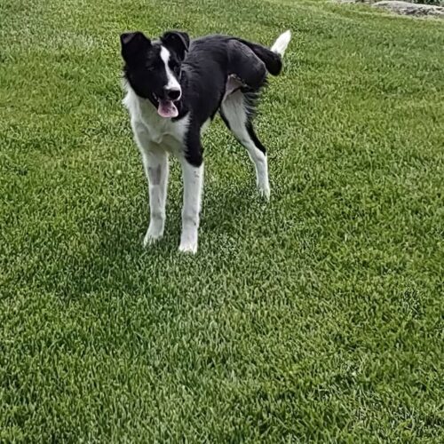 Frank, an adoptable Border Collie in Dillon, MT, 59725 | Photo Image 2