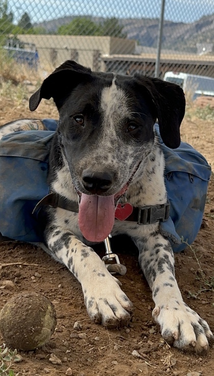 Chuck, an adoptable Australian Cattle Dog / Blue Heeler, Mixed Breed in Durango, CO, 81301 | Photo Image 1