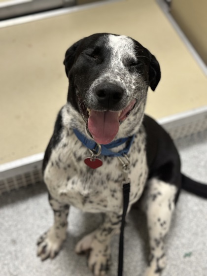 Chuck, an adoptable Australian Cattle Dog / Blue Heeler, Mixed Breed in Durango, CO, 81301 | Photo Image 2