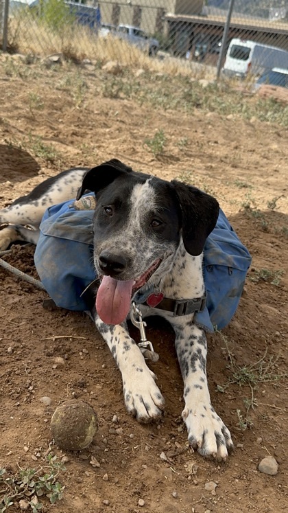Chuck, an adoptable Australian Cattle Dog / Blue Heeler, Mixed Breed in Durango, CO, 81301 | Photo Image 3