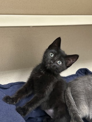 Shadow, an adoptable Domestic Medium Hair, Domestic Short Hair in Durango, CO, 81301 | Photo Image 1