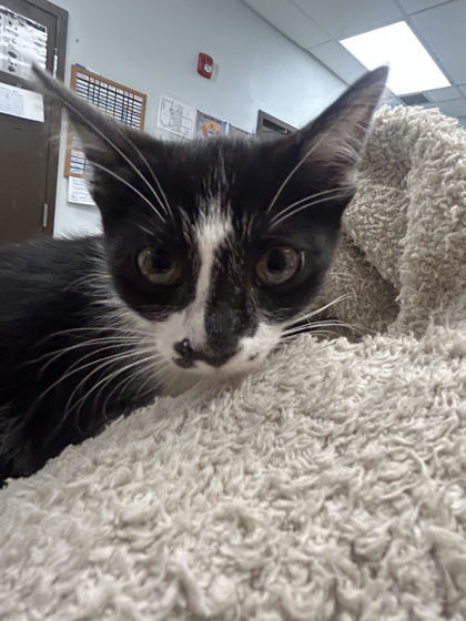 Marilyn, an adoptable Domestic Short Hair in Durango, CO, 81301 | Photo Image 1