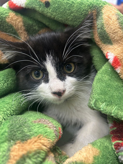 Panda, an adoptable Domestic Short Hair in Durango, CO, 81301 | Photo Image 1