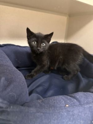 Midnight, Young Male Domestic Medium Hair