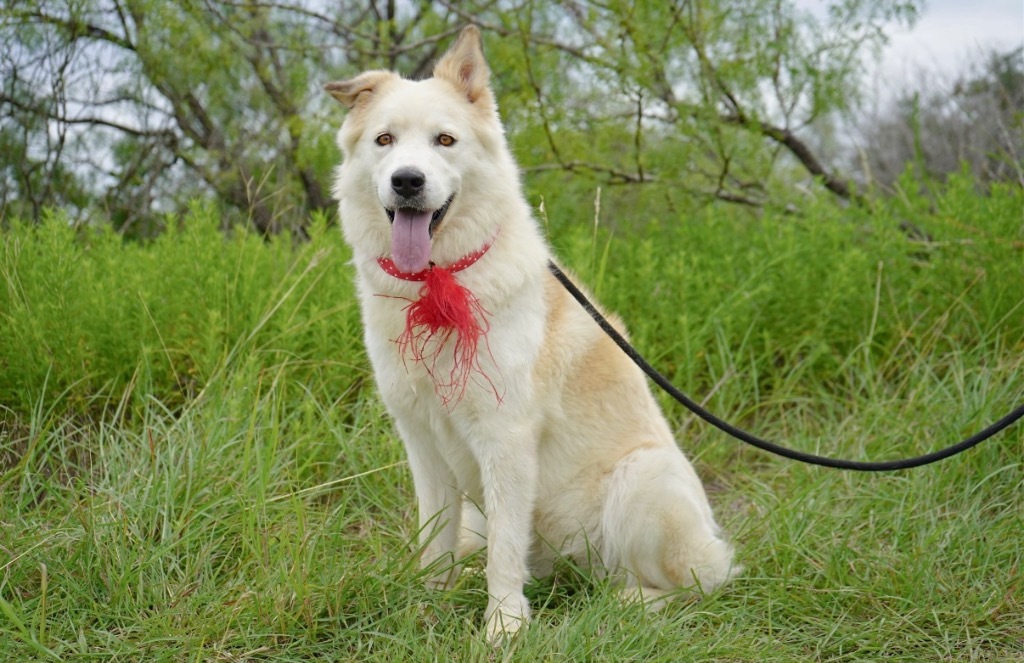 Maya*