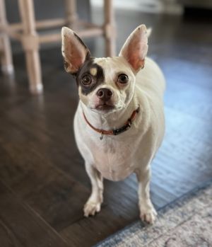 Wallie, Adult Male Chihuahua