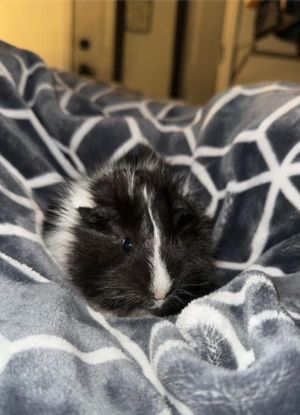 Theo, Young Male Guinea Pig