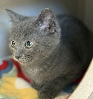 Moonlight, Baby Female Domestic Short Hair