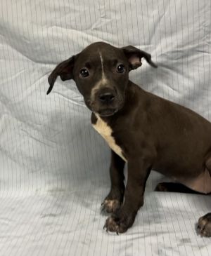 Hot Sauce, Baby Female Pit Bull Terrier