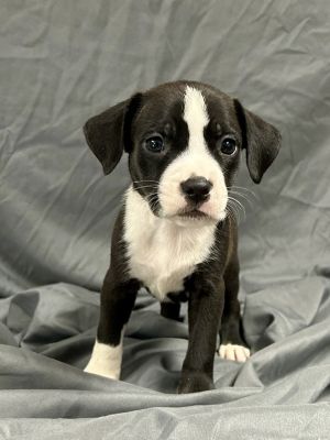Andouille, Baby Male Pit Bull Terrier