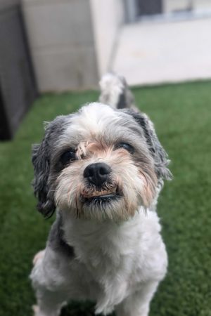 Greybeard, Senior Male Shih Tzu