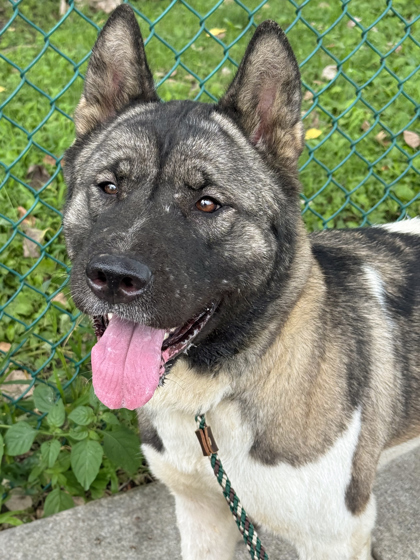 Bella