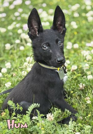 Hum, Baby Male Belgian Shepherd / Malinois