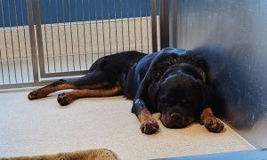 Sapphire, Young Female Mixed Breed
