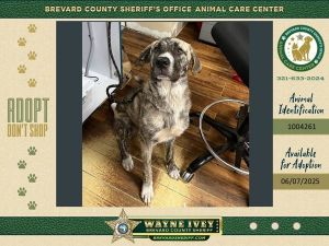 Sahara, Young Female Mixed Breed