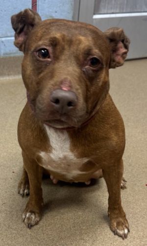 Birdy, Adult Female Mixed Breed