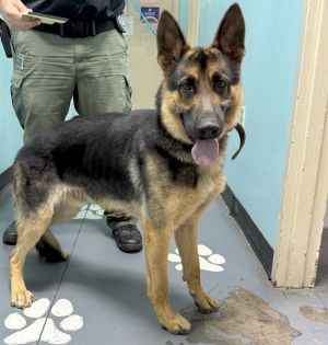 25-07-1910 Jerry, Adult Male German Shepherd Dog