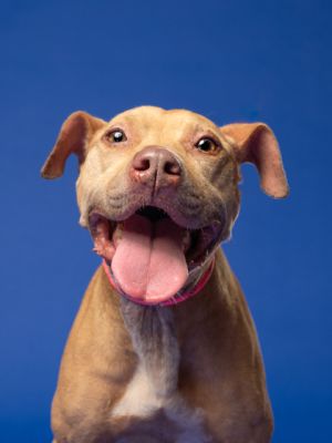 Starlet Pit Bull Terrier Dog