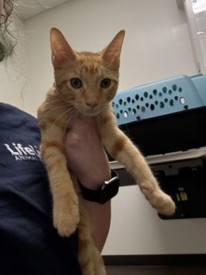 Hiccup- ADOPTED, Baby Male Domestic Short Hair