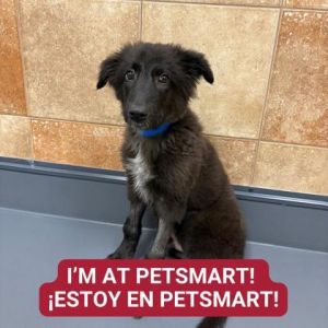 Duggy, Baby Male Mixed Breed
