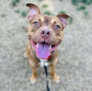 Entei, Adult Male Mixed Breed