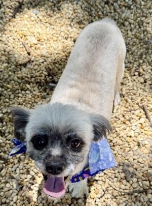 Rosy, Adult Female Mixed Breed