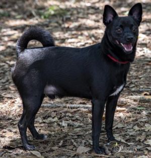 Skittles, Adult Male Terrier